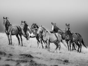 The Untamed Spirit: Monochrome Mustang Herd
