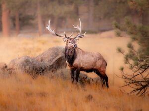Majesty in the Meadow: The Royal Elk Bull